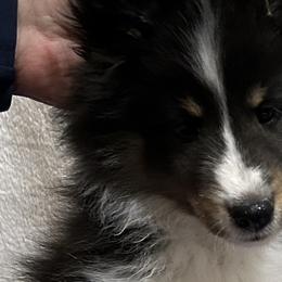 Boy 2 - Shetland Sheepdog puppy from Tristar Shelties