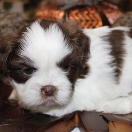 Hazel Nutella Chai - Shih Tzu puppy from PAWSitive Breeders of the Carolinas