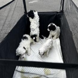 Poodle Puppies from Poodle Parade