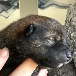 Mokuzai - Sesame Shiba Inu puppy in Hanford, California from Bonsai Wolf Shiba Inu
