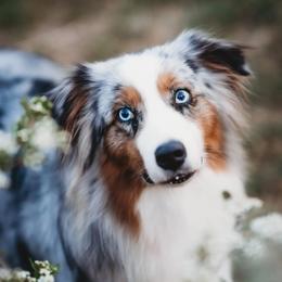 Paisley - Australian Shepherd