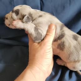 Female 5 - Blue and white female Great Dane puppy in Columbia Stat, Ohio from Rocky Road Chocolate Danes
