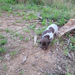 Boy 1 - Liver roan German Shorthaired Pointer puppy in Troy, North Carolina from Uwharrie GSP