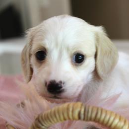 Poppy - Piebald female Dachshund puppy in Laurel, Mississippi from Kissinger Dachshunds