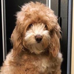 Nevy - Goldendoodle