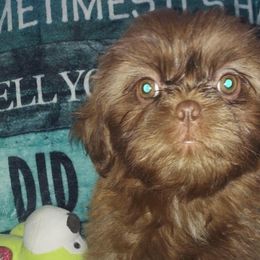 Shih Tzu Puppies from N.F.S.T Imperial ShihTzu Puppies.