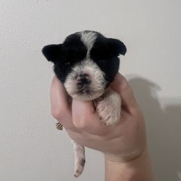 Girl 3 - Parti female Miniature Schnauzer puppy in Center Ridge, Arkansas from J Bar B Kennels