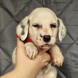 Boy 4 - White and black male Dalmatian puppy in New Straitsville, Ohio from Woofter Dalmatians