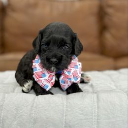 Virginia - Black female Australian Labradoodle puppy in Calhoun, Louisiana from Arrowhead Australian Labradoodles