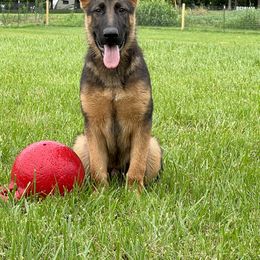 German Shepherd Puppies from Aus Gerstbrei German Shepherds