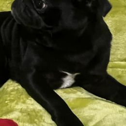 Pugs from Pinky's Puppies