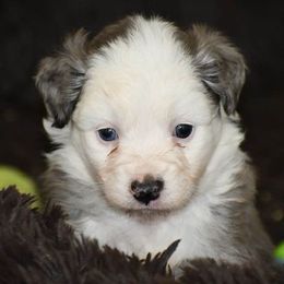 Border Collies from Cutting S Ranch