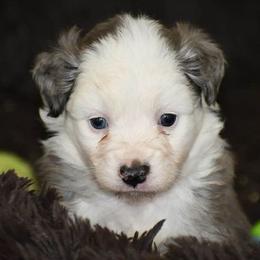 Border Collies from Cutting S Ranch