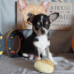 Rocky - Black and tan male Chihuahua puppy in Brook Park, Minnesota from North Star Chihuahuas