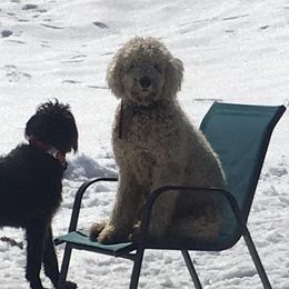 Cockapoos, Cocker Spaniels, and Labradoodles from On The Farm Doodles