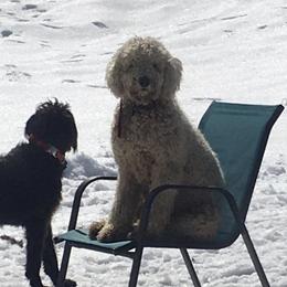 Cockapoos, Cocker Spaniels, and Labradoodles from On The Farm Doodles