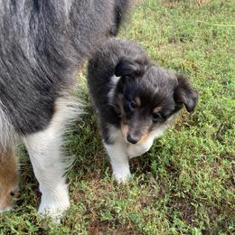 Branch - Black white and tan male Shetland Sheepdog puppy in Commiskey, Indiana from Windy Haven Farm