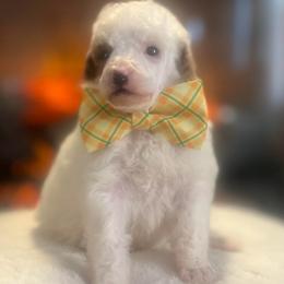 Everett - Parti male Poodle puppy in Quitman, Mississippi from P&D Palace