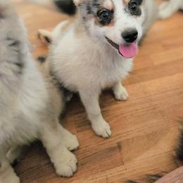 Pomsky Puppies from Nebula Ranch Pomskies