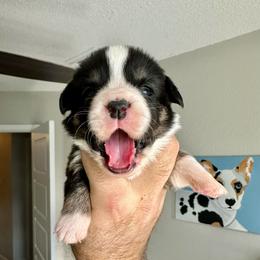 Harley - Black and white female Cardigan Welsh Corgi puppy in San Antonio, Texas from White Paws Cardigan Corgis