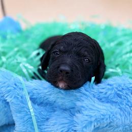 Levi - Black male Poodle puppy in Willacoochee, Georgia from Kitandkboodle's Doodles