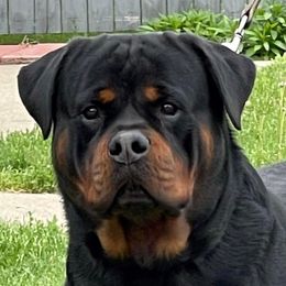 Crocop - Rottweiler