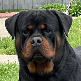 Crocop - Rottweiler