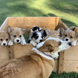 Pembroke Welsh Corgi Puppies from G.G.'s Corgis