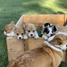 Pembroke Welsh Corgi Puppies from G.G.'s Corgis