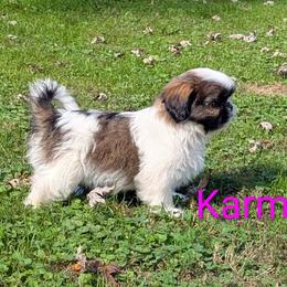 Karmen - Black gold and white female Shih Tzu puppy in Clyde, North Carolina from Shawgo Pups