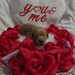 Cody - Apricot male Goldendoodle puppy in Georgetown, Tennessee from Georgetown Designer Puppies