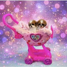 Shichon and Shih Tzu Puppies from Angie’s Teddy Bear Puppies Minnesota