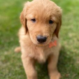 Golden Retriever Puppies from Washington Lakeside Goldens