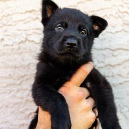 Pup1 - Sable female German Shepherd puppy in Surprise, Arizona from Vom Wustefeuer German Shepherds
