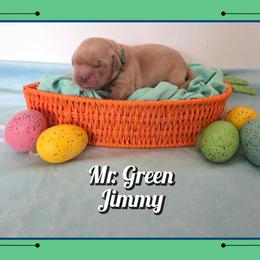 Jimmy - Dark golden male Golden Retriever puppy in Driggs, Idaho from SK Golden Retrievers