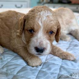 Beth - Apricot female Goldendoodle puppy in Pensacola, Florida from Goldendoodles Love You in Pensacola Friend Edition