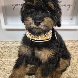Poodle Puppies from Janet's Poodles