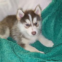 Clause - Red and white male Siberian Husky puppy in Kansas City, Missouri from Anuun's Huskies
