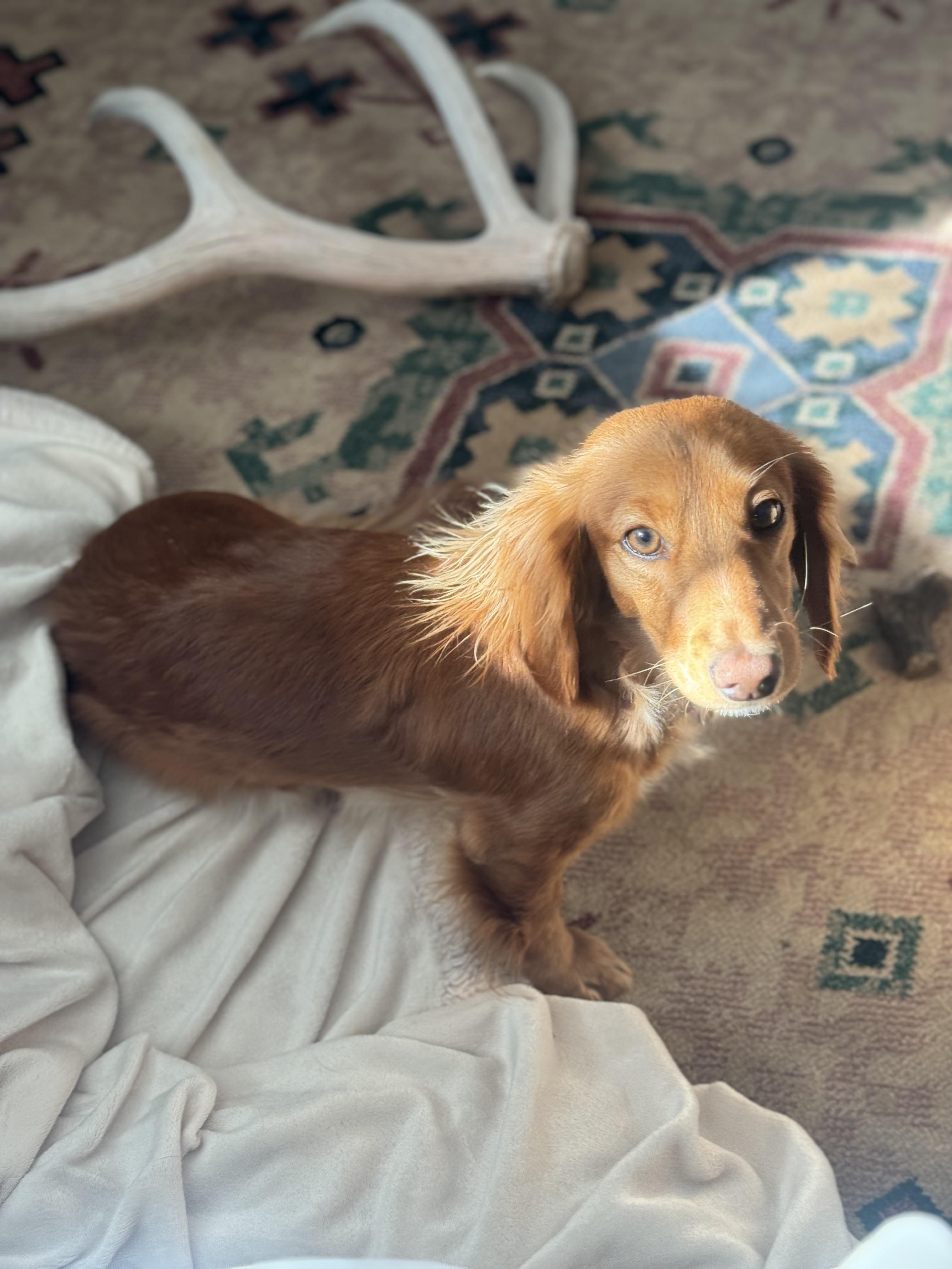 Piper