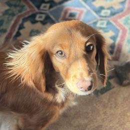 Piper - Dachshund