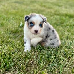 Sequoia - Blue merle female Australian Shepherd puppy in Beaverdam, Virginia from Cimmarun Farm Aussies