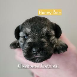 Honey Bee - Salt and pepper female Miniature Schnauzer puppy in Lebanon, Missouri from Playhouse Puppies