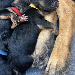 German Shepherd Puppies from Zwinger vom Schneider Wald