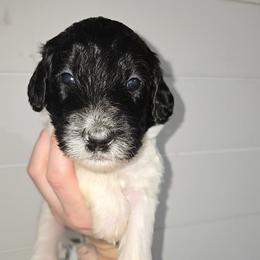 Teal collar - Black and white female Bernedoodle puppy in Mckenzie, Tennessee from Small Town Doodles & Poodles