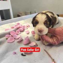 Pink - Liver white and roan female English Springer Spaniel puppy in Henagar, Alabama from Windy Oak Kennels