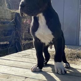 Great Danes from Wright Livestock and Farm