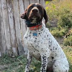 German Shorthaired Pointers from Paradise Pups Utah