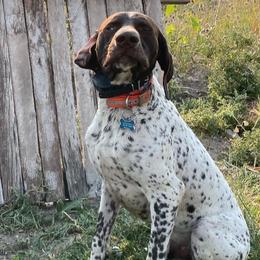German Shorthaired Pointers from Paradise Pups Utah