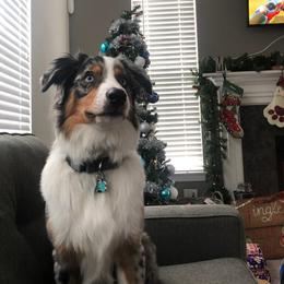 Australian Shepherd Puppies from Ohio Valley Australian Shepherds