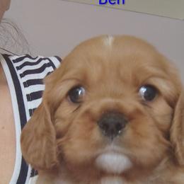 Ben - Ruby male Cavalier King Charles Spaniel puppy in Phoenix, Arizona from Royal Desert Cavaliers